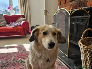 Mixed Breed dogs Meet Elphie, currently residing in Fetcham - Advert 8