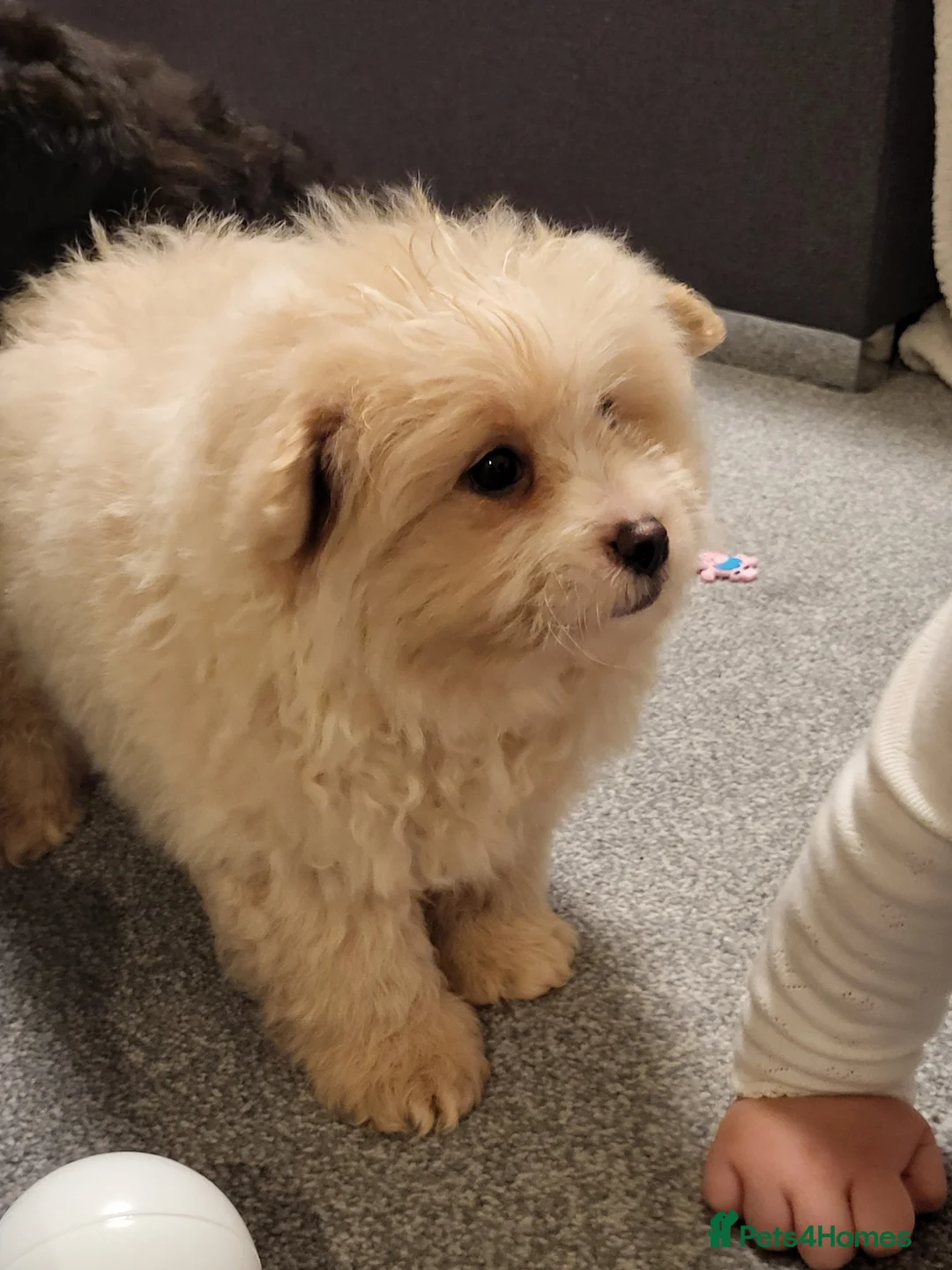 Pomapoo dogs for sale: Stunning Pomapoo Boys Looking for Love 🐾 - Advert 2