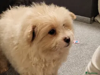 Pomapoo dogs Stunning Pomapoo Boys Looking for Love 🐾 - Advert 1