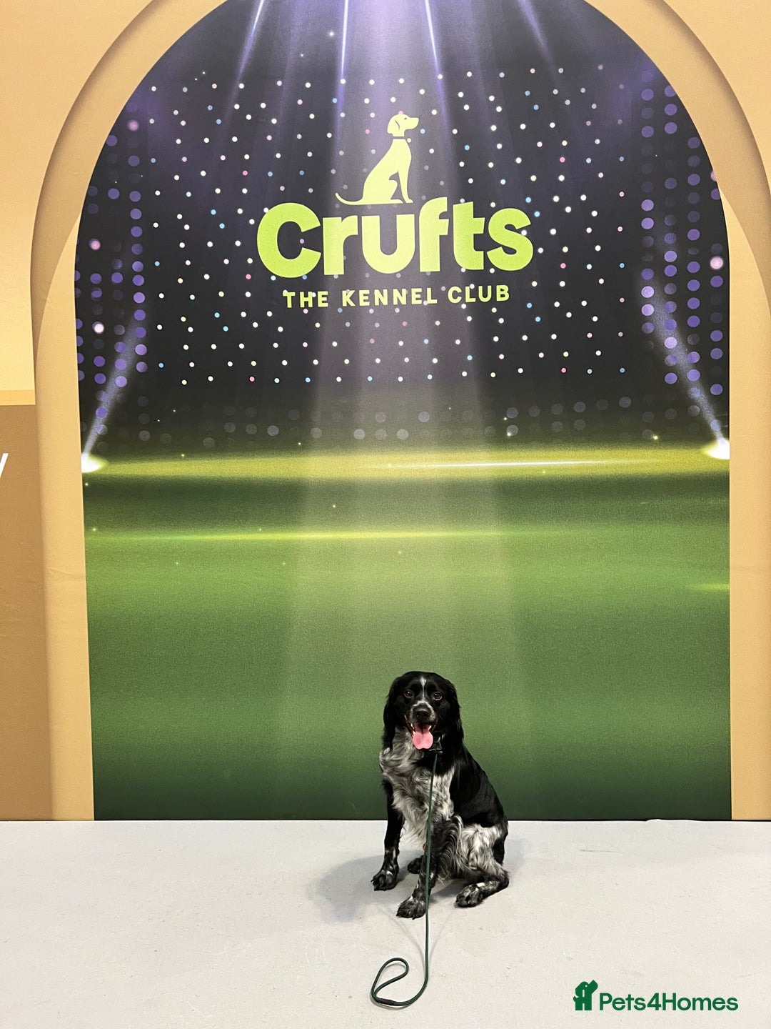 Brittany Spaniel dogs for sale: Brittany puppies for sale  - Image 26