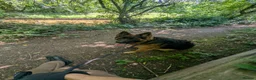 German Shepherd dogs for sale: German Shepherd, 12 Months – Loving Home Needed - Advert 2