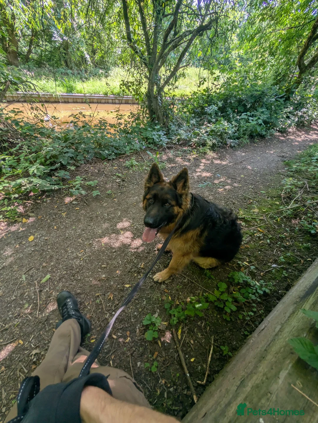 German Shepherd dogs for sale: German Shepherd, 12 Months – Loving Home Needed - Advert 2