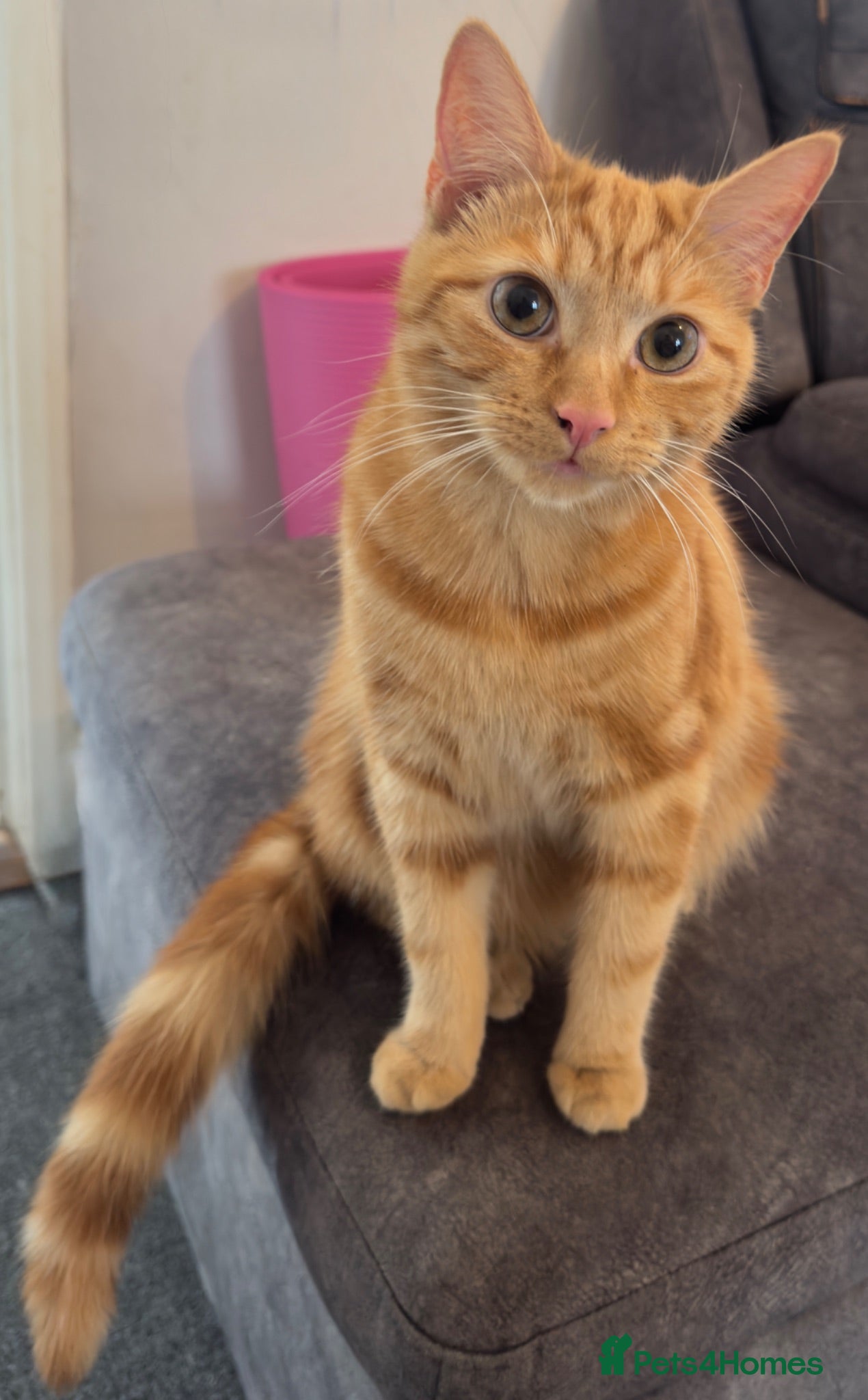 Domestic Shorthair cats Urgent Home Needed – 2 Neutered Sibling Cats - Advert 1