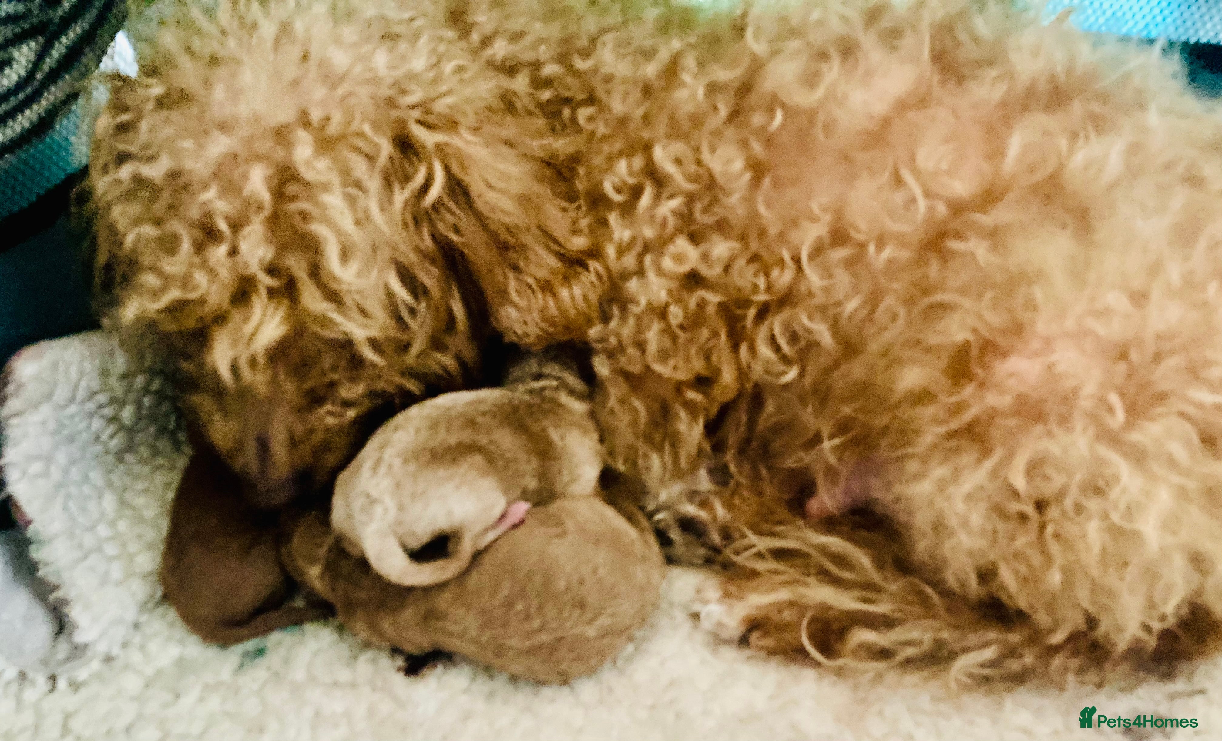 Yorkiepoo dogs Yorkiepoo puppies  - Advert 2