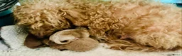 Yorkiepoo dogs for sale: Yorkiepoo puppies  - Advert 3