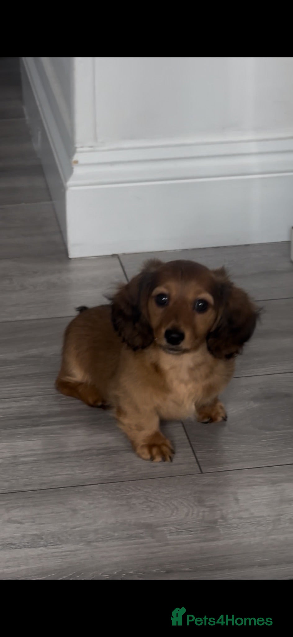 Miniature Dachshund dogs ready to leave today kc reg male  - Advert 11