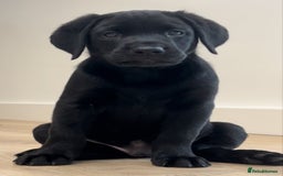Labrador Retriever dogs for sale: WORMAGS KC REGISTERED LAST LABRADOR PUPPY - Image 3