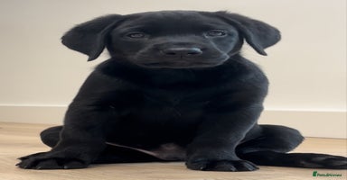 Labrador Retriever dogs - Advert 2