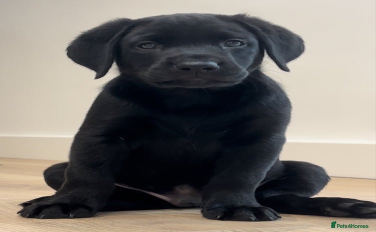 Labrador Retriever dogs - Advert 8