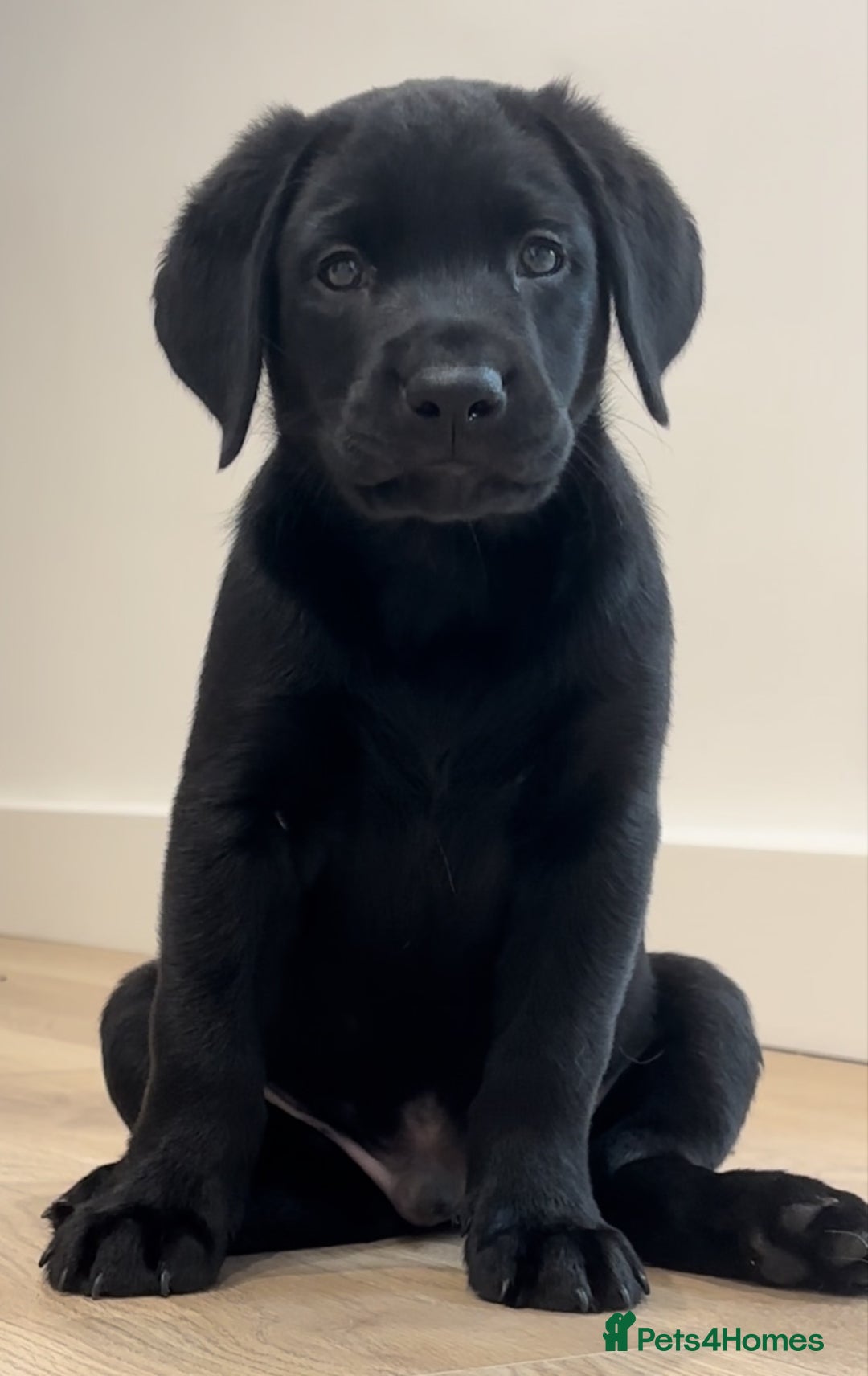 Labrador Retriever dogs for sale: WORMAGS KC REGISTERED LAST LABRADOR PUPPY - Image 3