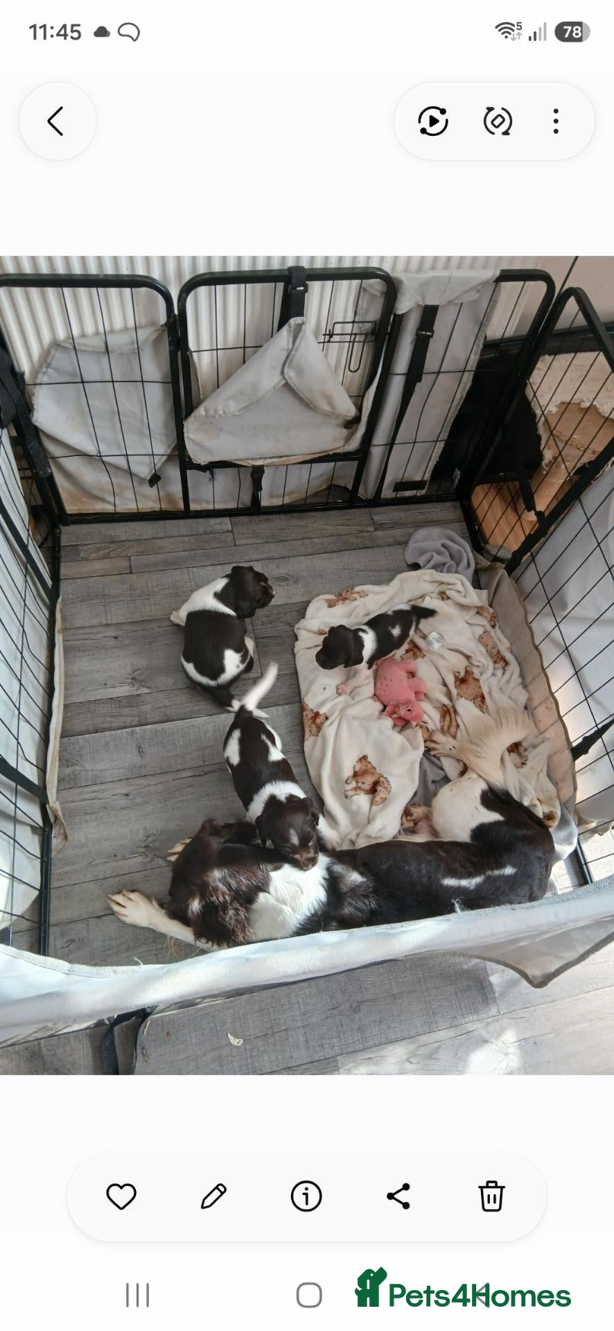 English Springer Spaniel dogs Mr Darren Barton  - Advert 17