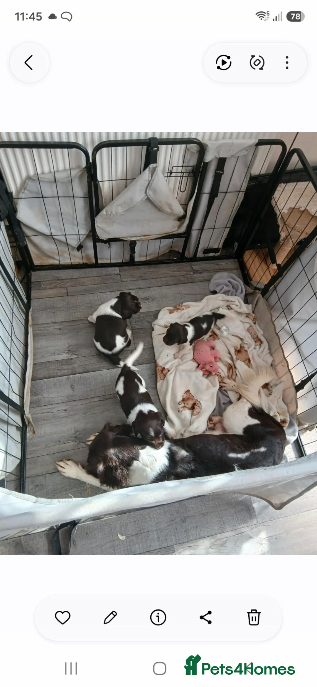 English Springer Spaniel dogs for sale: Mr Darren Barton  - Advert 1