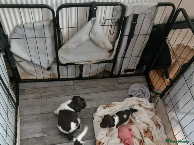 English Springer Spaniel dogs Mr Darren Barton - Advert 2