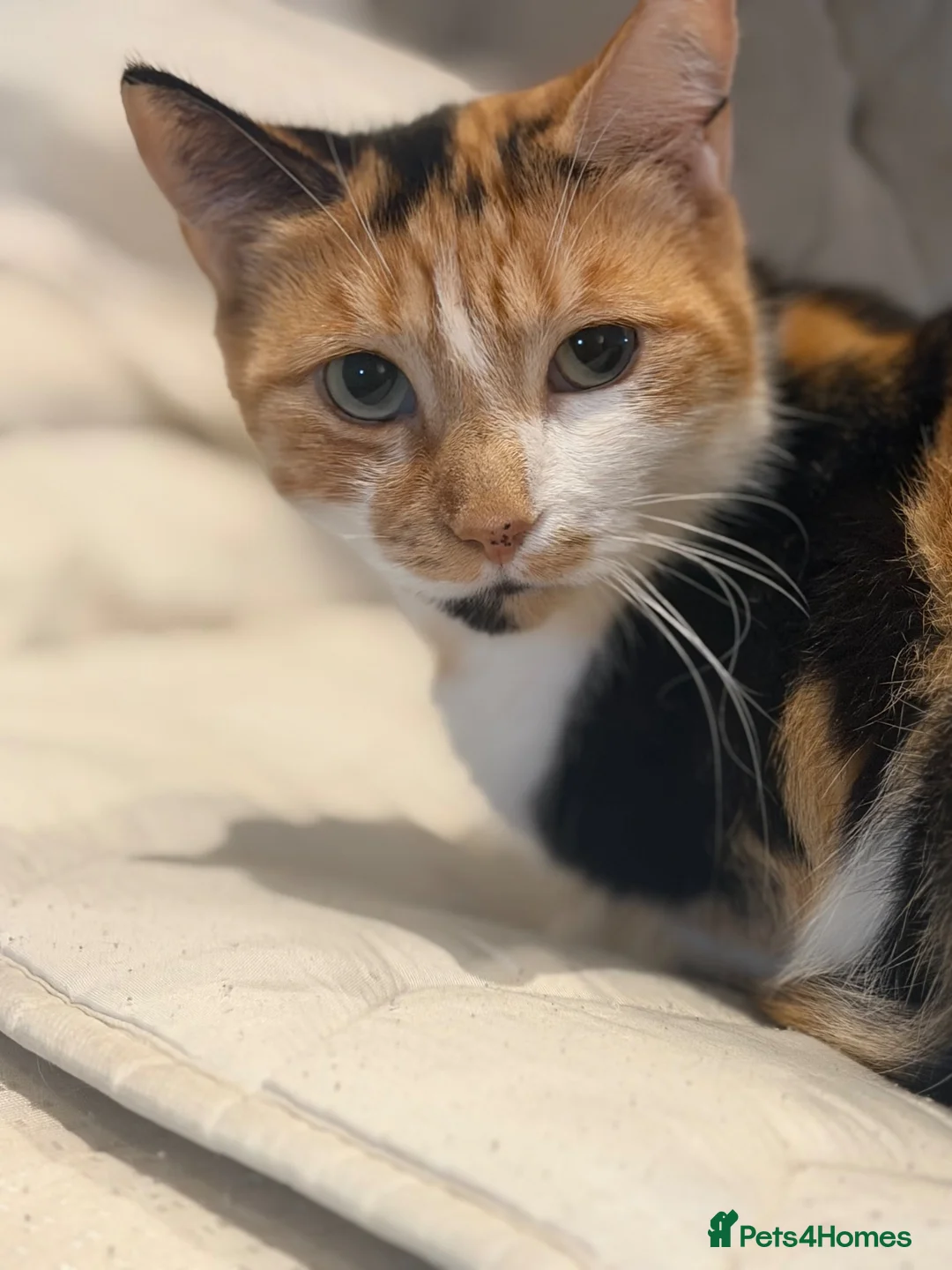 British Longhair cats for sale: Two longhaired kittens looking for forever home  - Advert 5