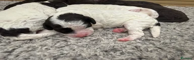Cockapoo 5
