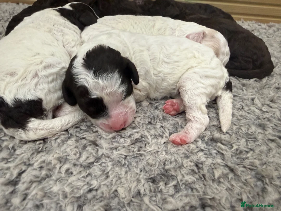 Cockapoo dogs for sale: Beautiful f1 Cockapoo puppy’s  - Advert 2