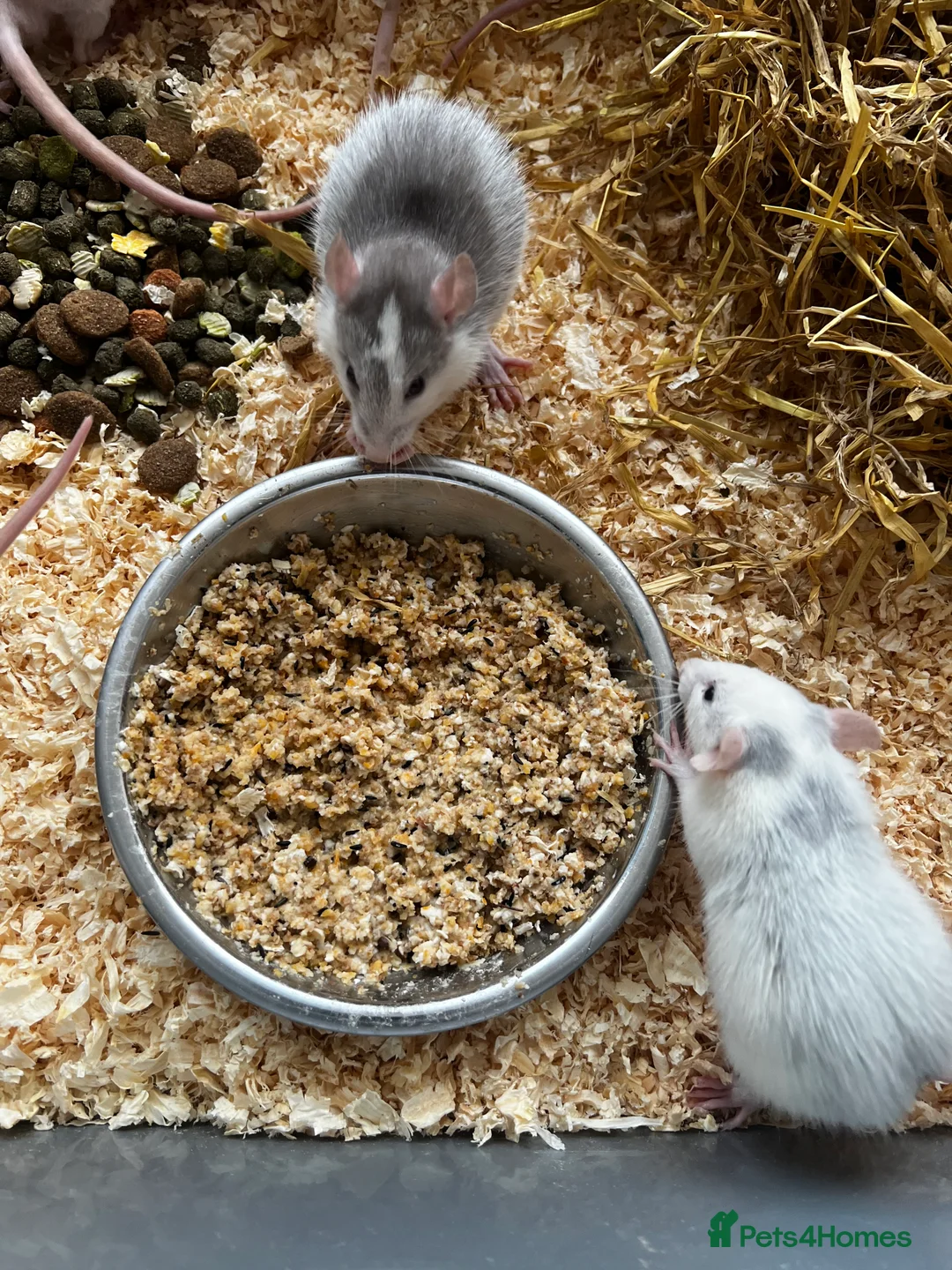 Rat rodents for sale: Standard Buck Rats - Advert 1