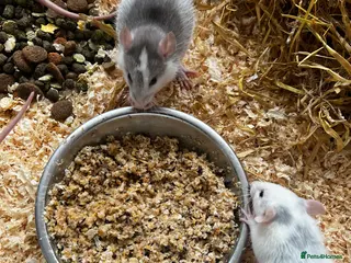 Rat rodents Standard Buck Rats - Advert 14