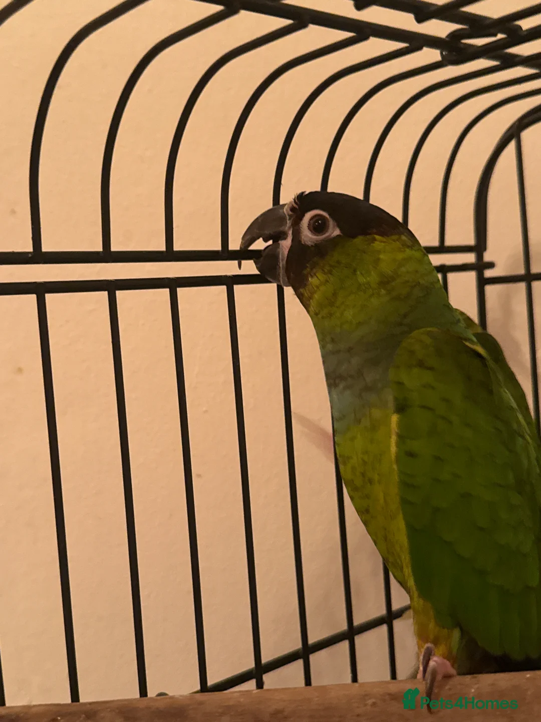 Conures birds for sale: Black Capped Conure – Needs Experienced Home - Advert 4