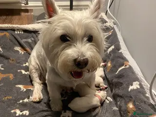 West Highland Terrier dogs 1 Boy KC Registered West Highland Terrier Left - Advert 1