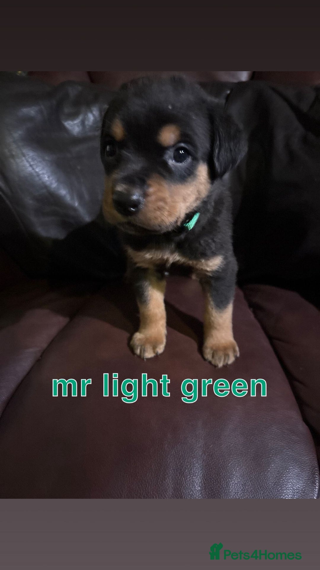 Rottweiler dogs for sale: * *photos updated Rottweiler puppies KC reg - Advert 19