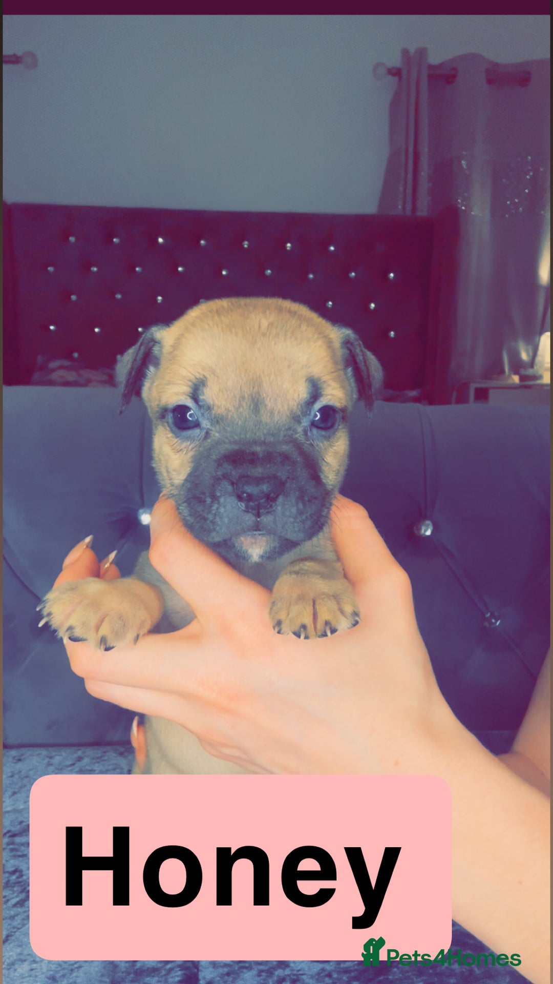 Mixed Breed dogs for sale: Mastiff puppies - Advert 28