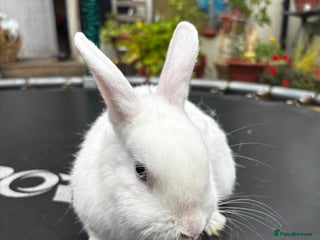 Netherland Dwarf rabbits - Advert 23