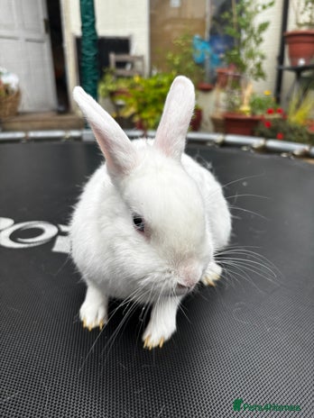 Netherland Dwarf rabbits - Advert 20