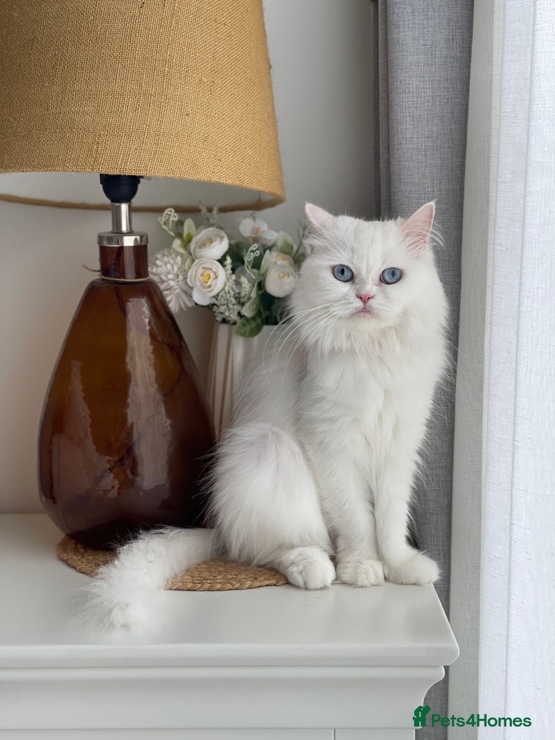 Persian cats for sale: Beautiful pedigree Chinchilla Persian cat - Image 9