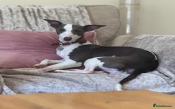 Whippet dogs for sale: Beautiful Blue and White Parti Puppies  - Image 4