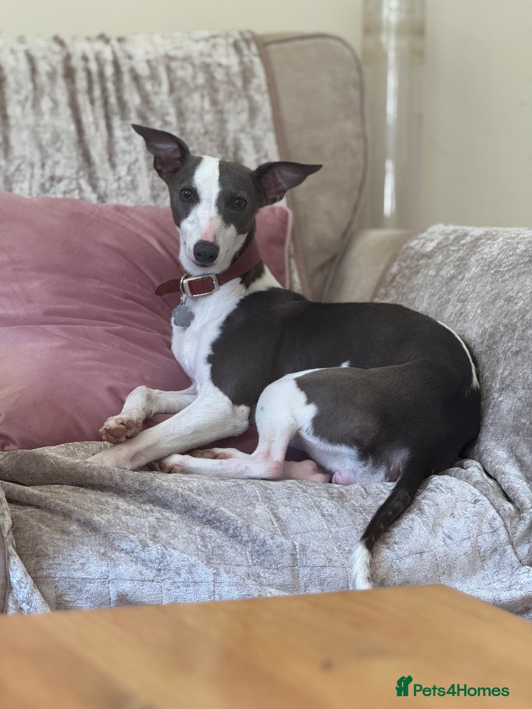 Whippet dogs for sale: Beautiful Blue and White Parti Puppies  - Image 4