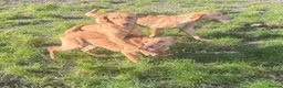 Labrador Retriever dogs for sale: 🧡 Older Yellow & Red RKC Labrador Boys 💛 - Advert 12