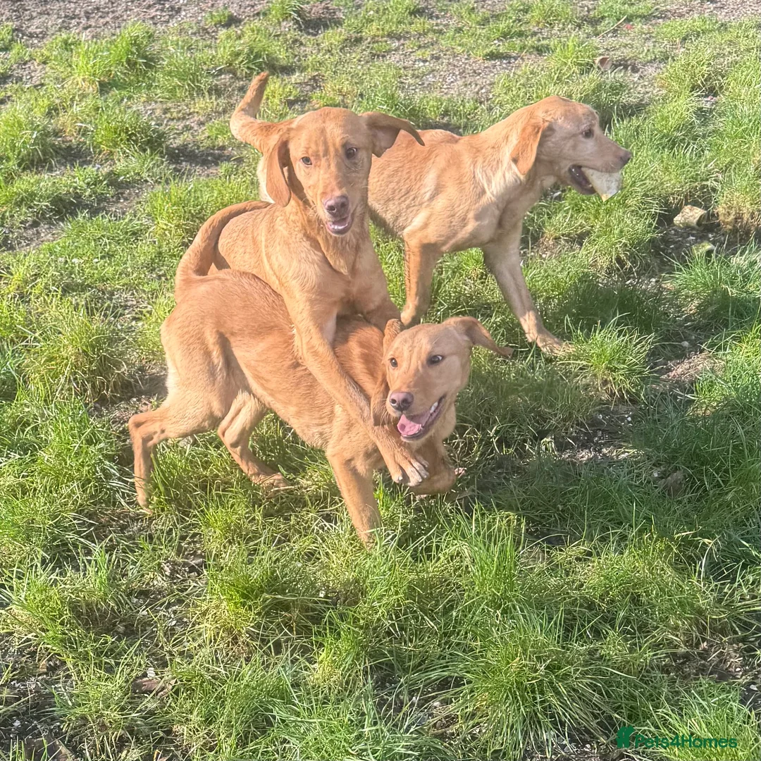 Labrador Retriever dogs for sale: 🧡 Older Yellow & Red RKC Labrador Boys 💛 - Advert 12