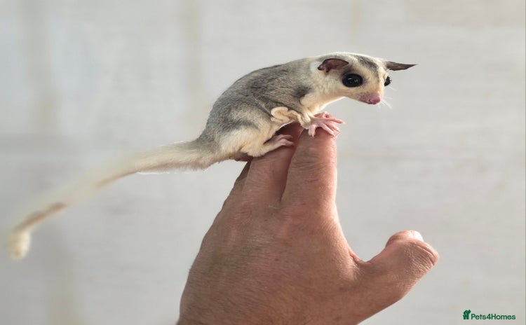 Sugar Glider rodents - Advert 4