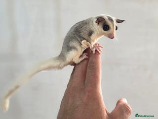 Sugar Glider rodents Baby Joey Sugar Gliders - Advert 11