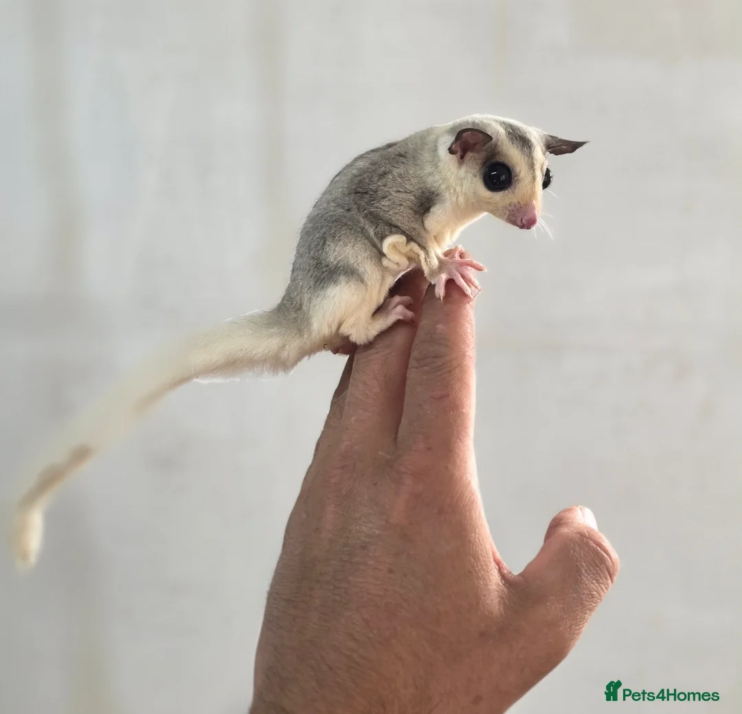 Sugar Glider rodents for sale: Baby Joey Sugar Gliders - Advert 1