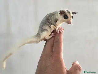Sugar Glider rodents Baby Joey Sugar Gliders - Advert 6