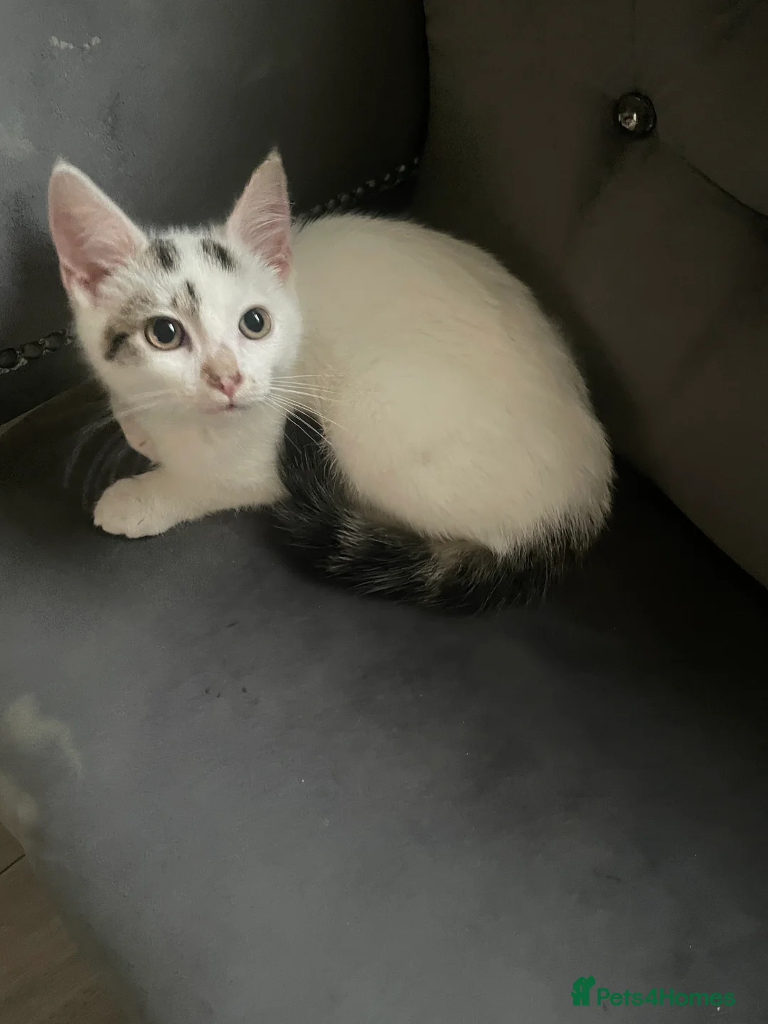 Mixed Breed cats for sale: Kittens for sale bradford - Advert 3