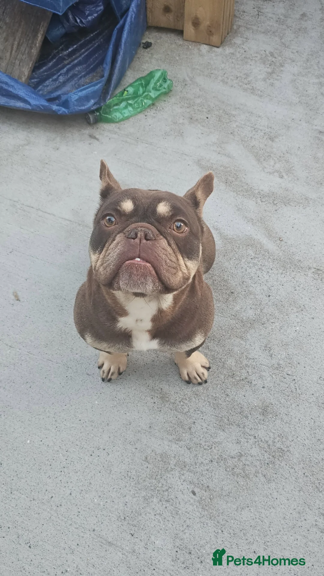 Mixed Breed dogs for sale: Beautiful girl for sale  in Ammanford - Advert 5