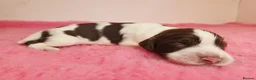 English Springer Spaniel dogs for sale: ⭐️ KC Home Reared Tested Springer Pups ⭐️ - Advert 27