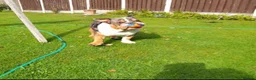 English Bulldog dogs for stud: BRUNO tri merl English bulldog ready for stud 🦍🦍 - Advert 9