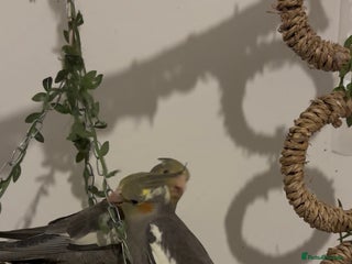 Cockatiels birds Button and bean cinamon cockatiel babies - Advert 13