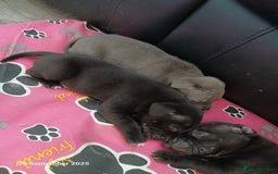 Staffordshire Bull Terrier dogs for sale: Beautiful Staffordshire Bull pups  - Image 6