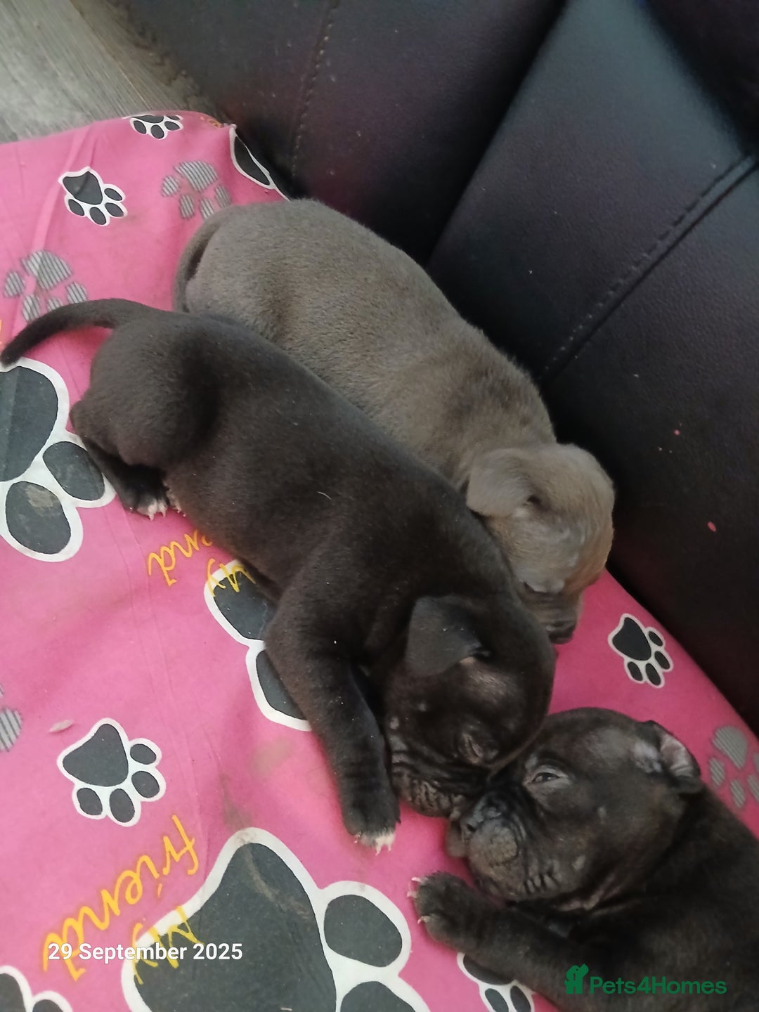 Staffordshire Bull Terrier dogs for sale: Beautiful Staffordshire Bull pups  - Image 6