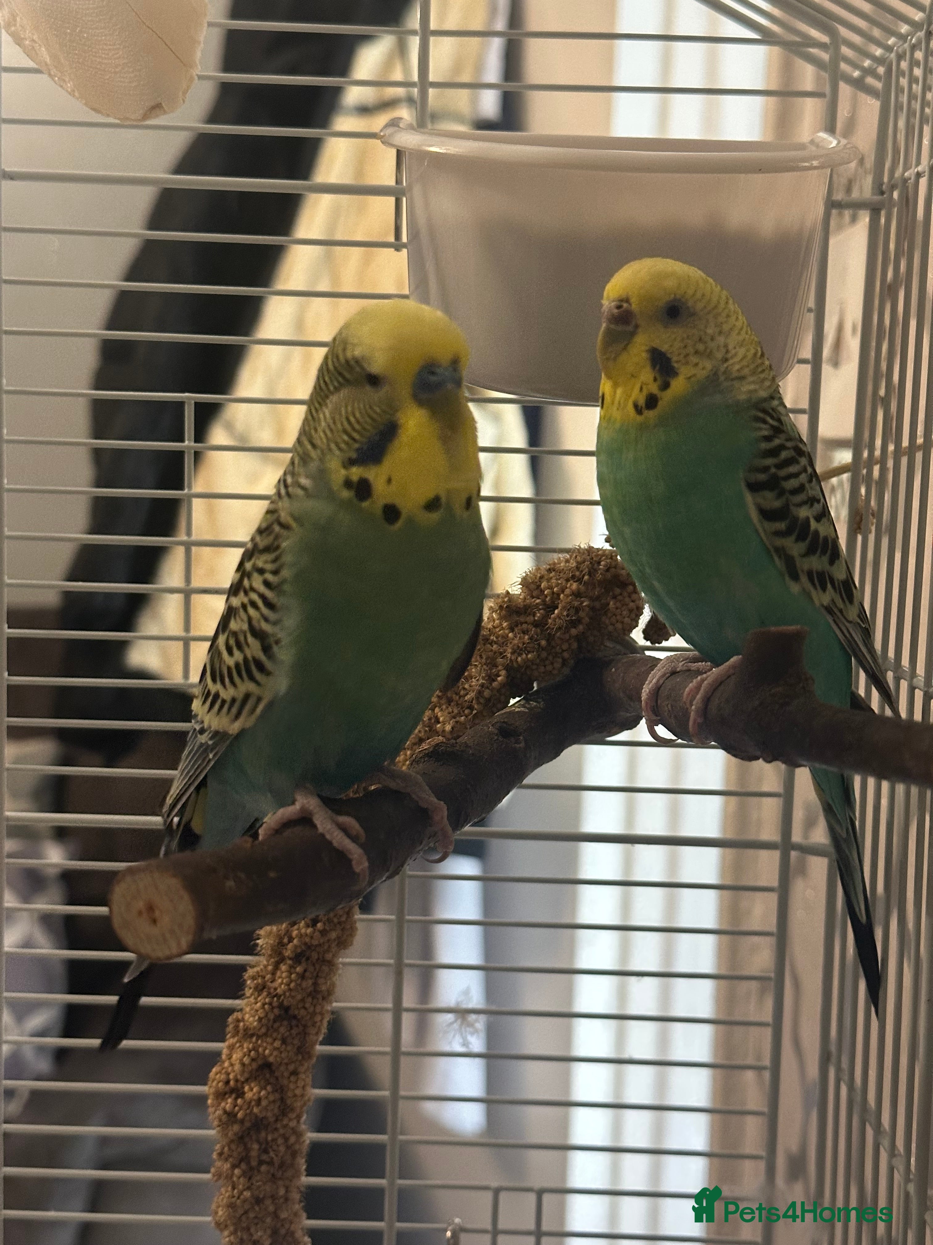 Budgerigars birds pair of budgies  - Advert 11