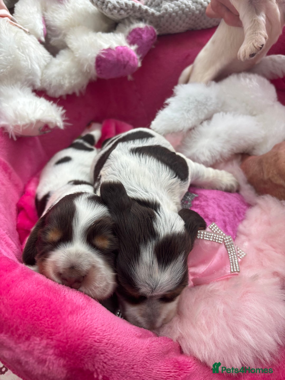 Cocker Spaniel dogs for sale: Outstanding show cocker pups - Image 5