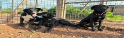 Mixed Breed dogs for adoption: Meet Clover, currently residing in Cheshire  - Advert 2