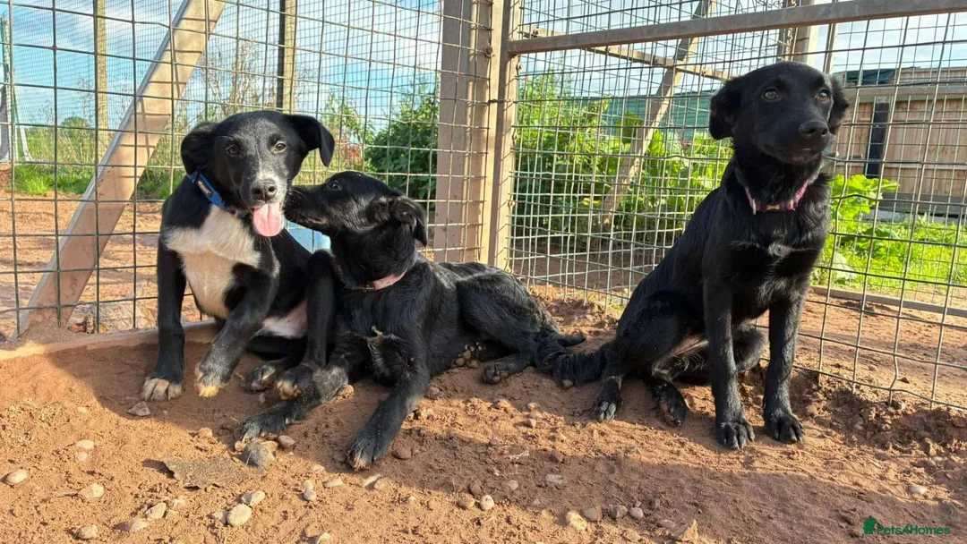 Mixed Breed dogs for adoption: Meet Clover, currently residing in Cheshire  - Advert 2