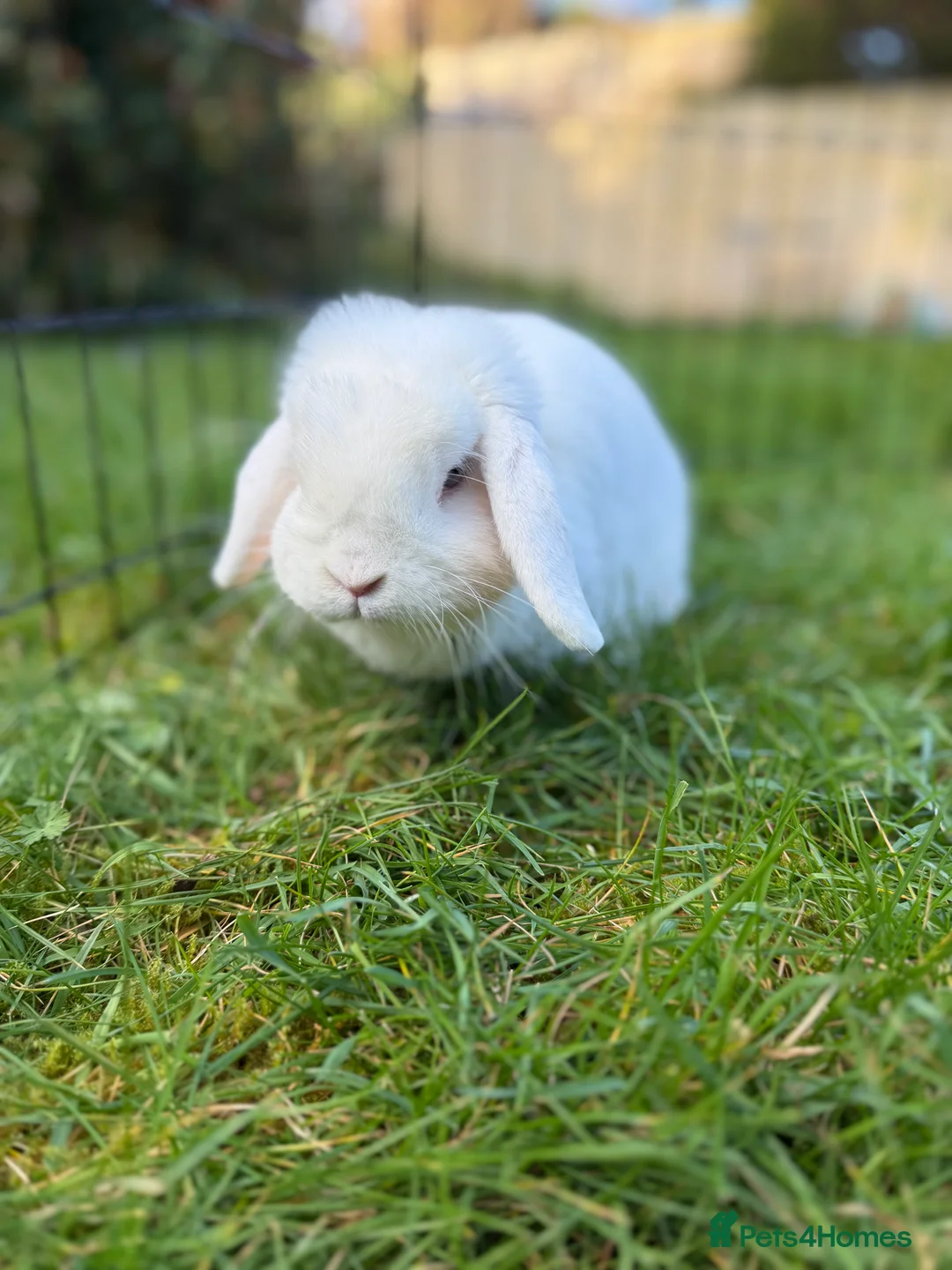Mini Lop rabbits for sale: Beautiful blue eyed white doe, mini lop - Advert 2