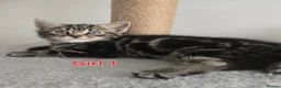 Mixed Breed cats for sale: Beautiful kittens - Advert 2